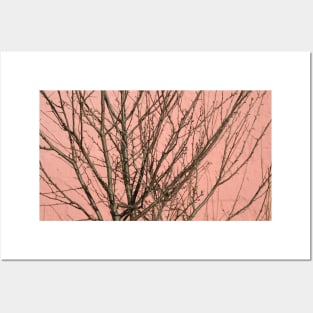 Bare tree against a pink wall Posters and Art